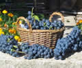 Fête des vendanges - Beauchamp